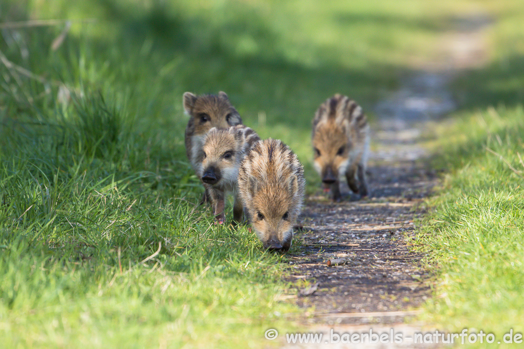 Wildschwein