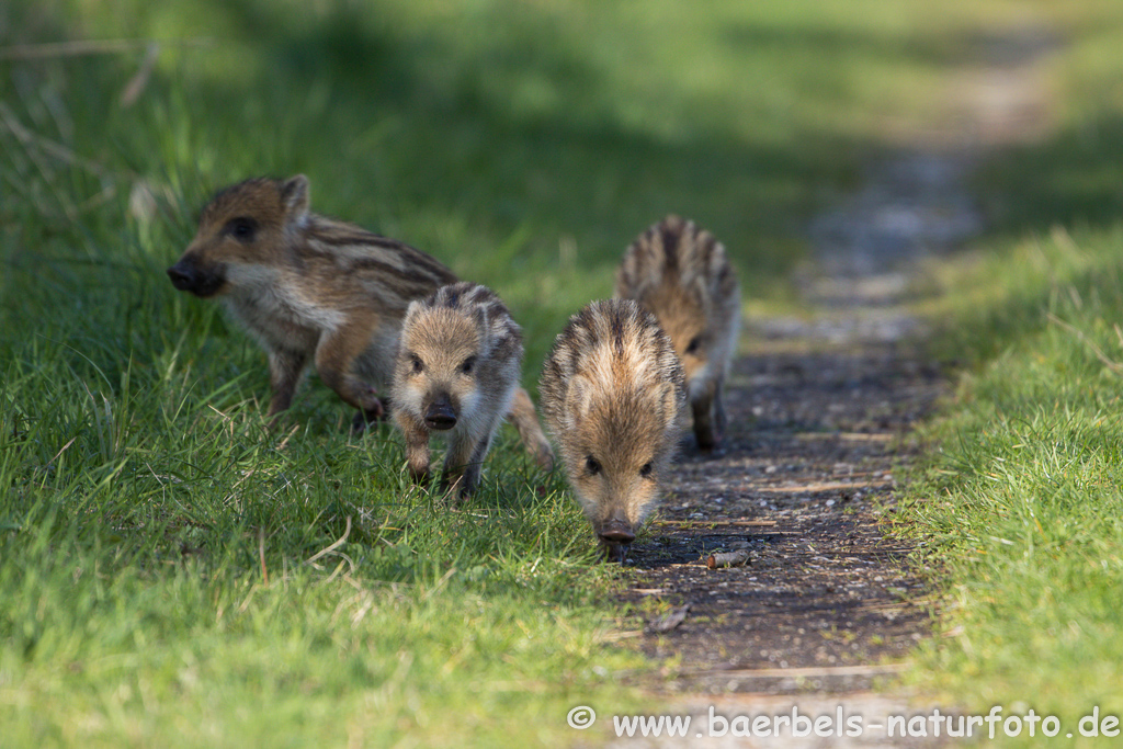 Wildschwein