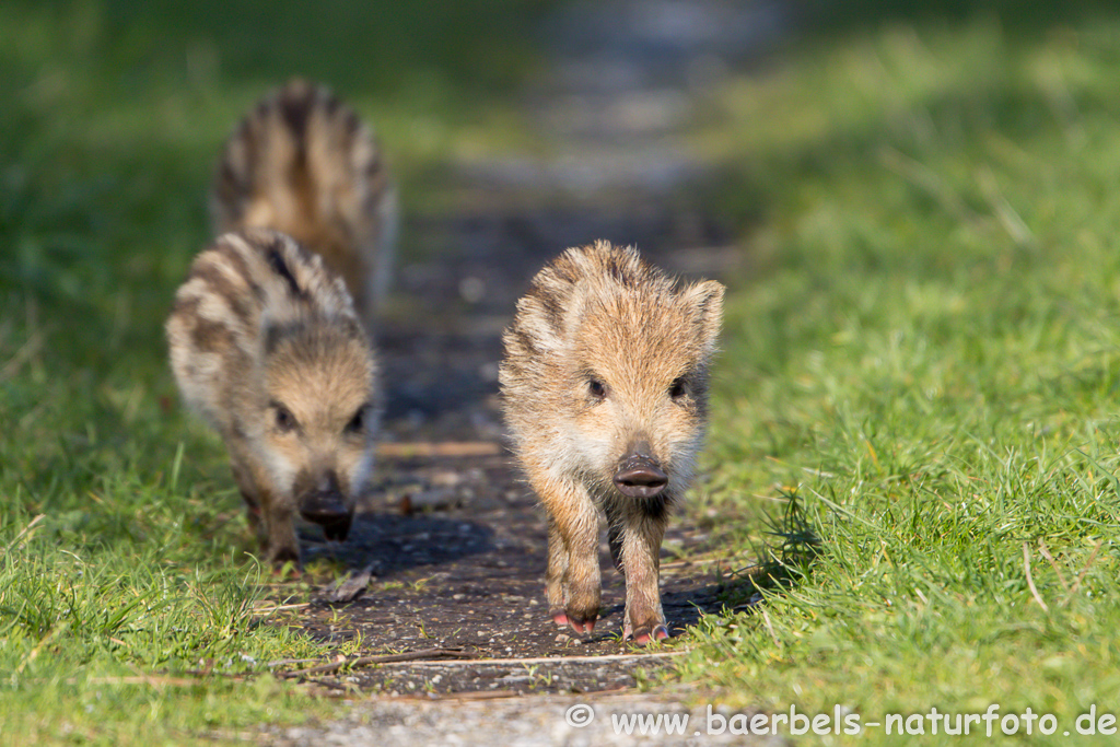 Wildschwein