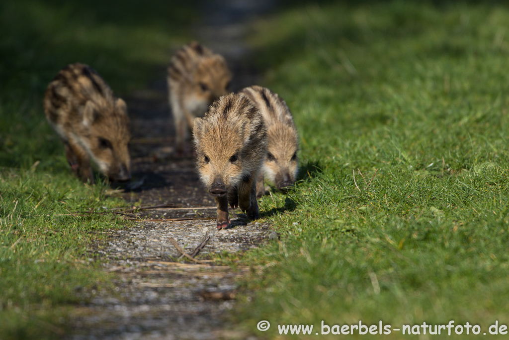 Wildschwein