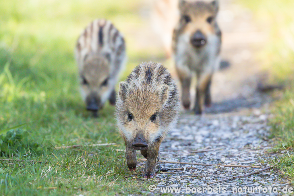 Wildschwein