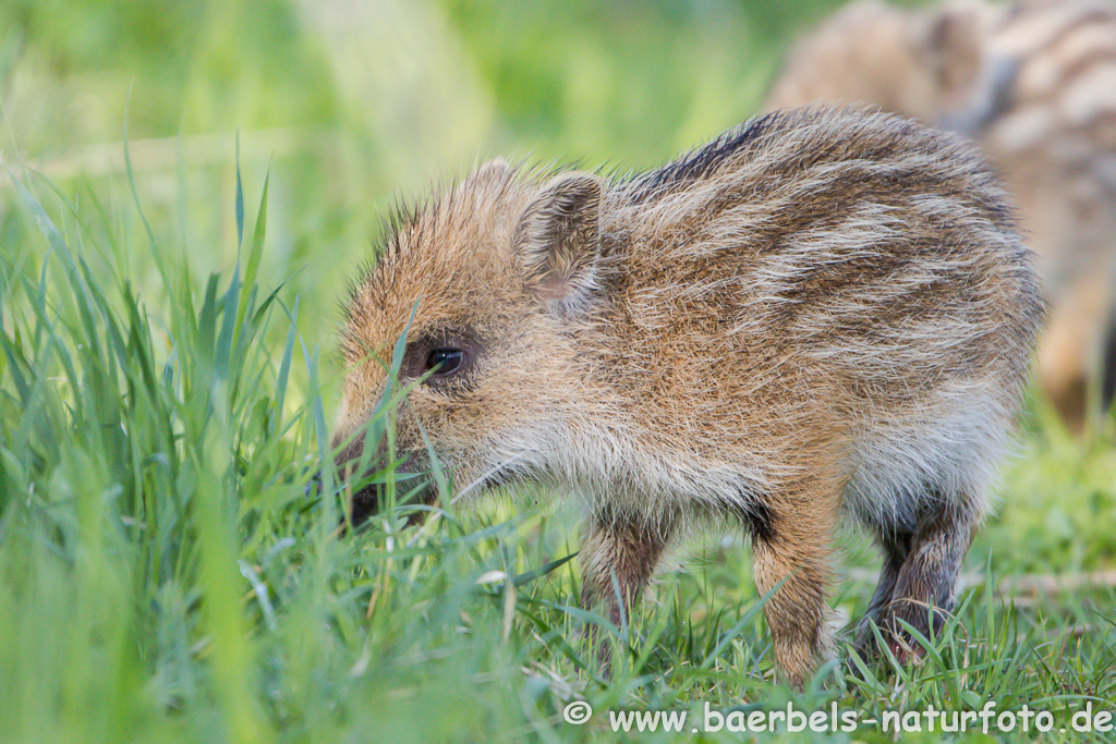 Wildschwein