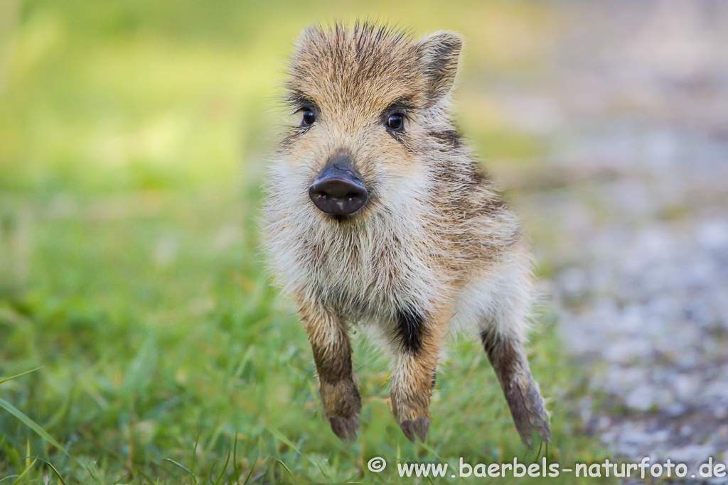 Wildschwein