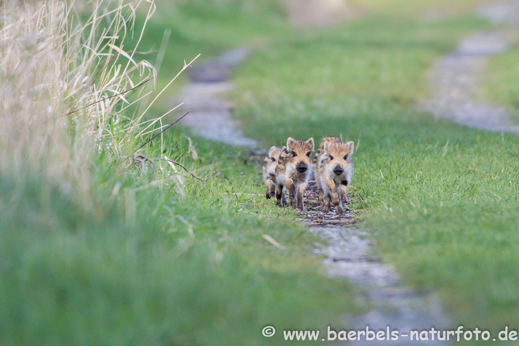 Wildschwein