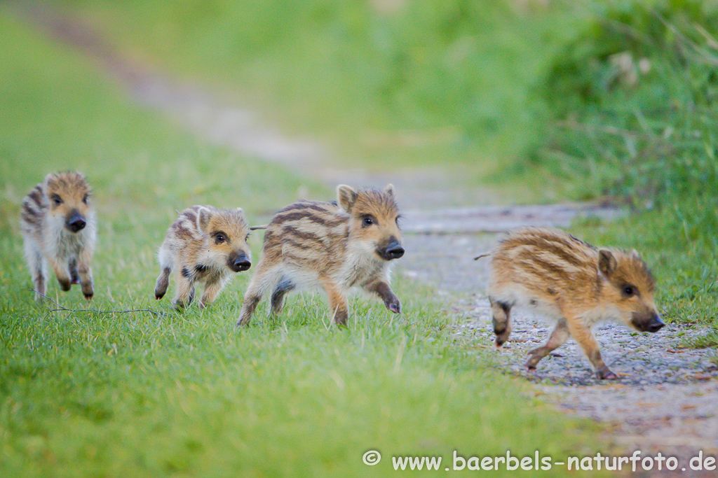 Wildschwein