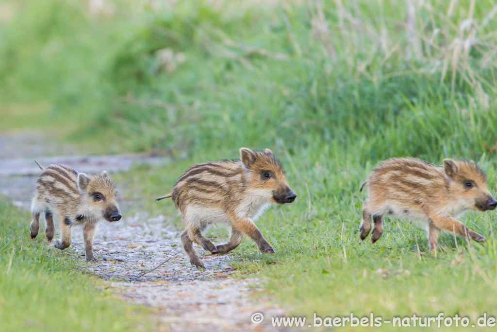 Wildschwein