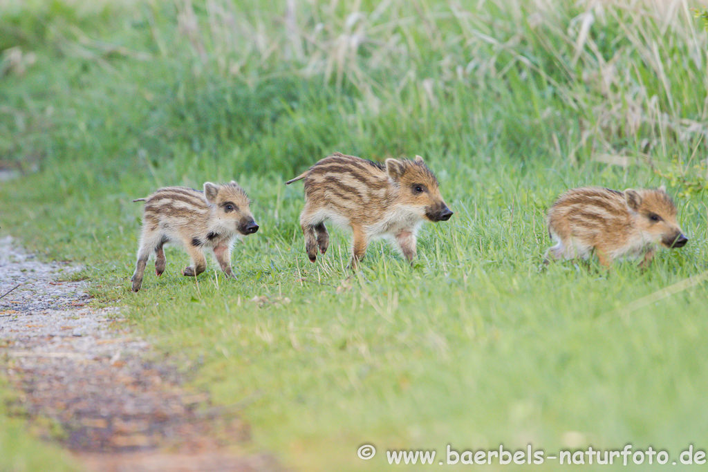 Wildschwein