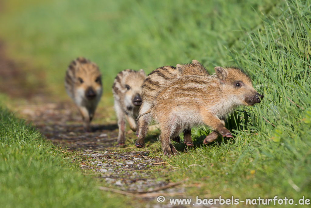 Wildschwein