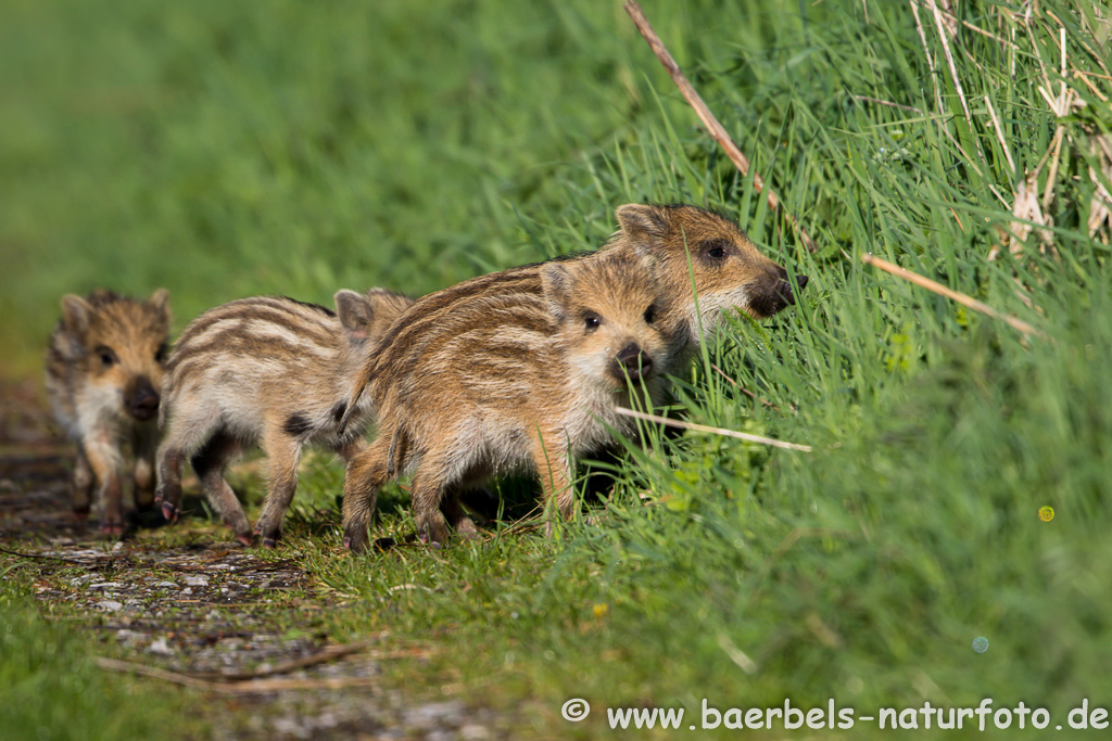 Wildschwein