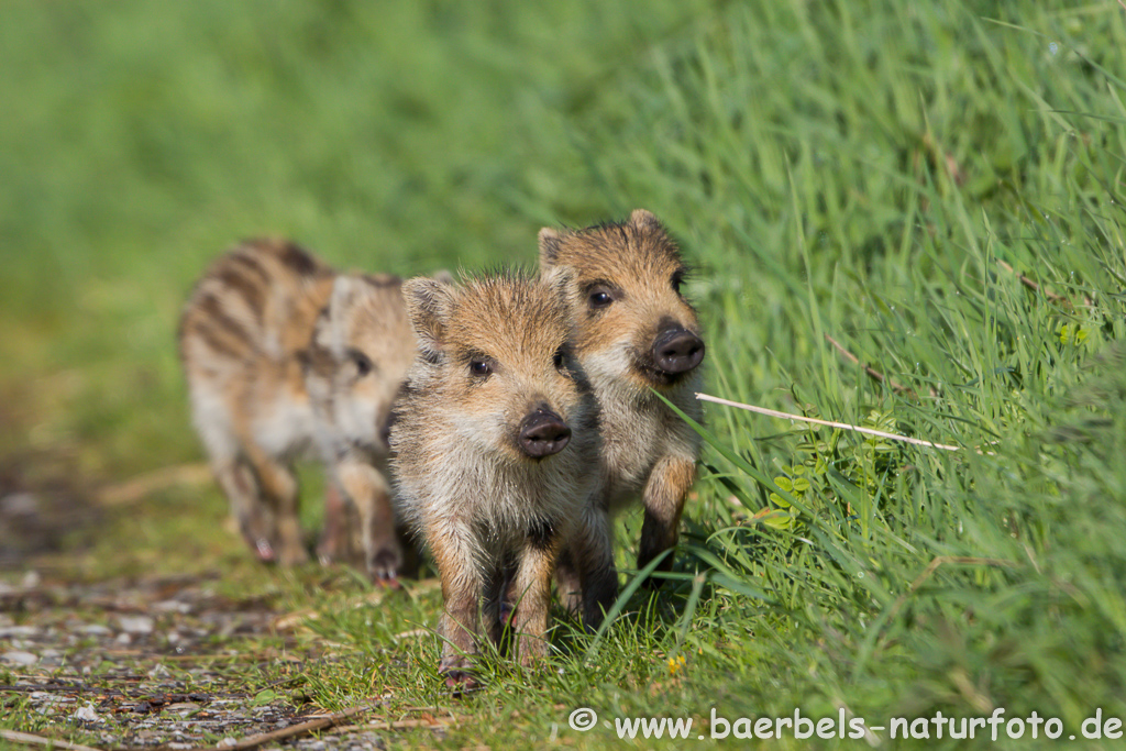 Wildschwein