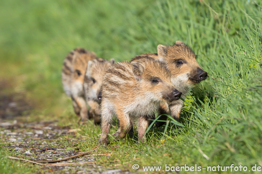 Wildschwein