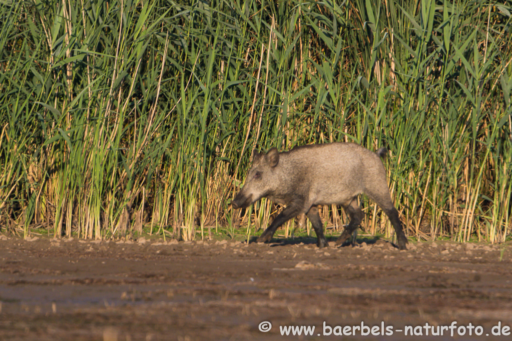 Wildschwein