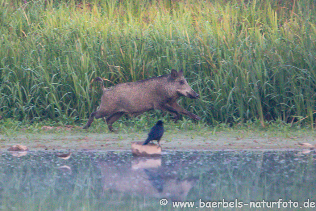 Wildschwein