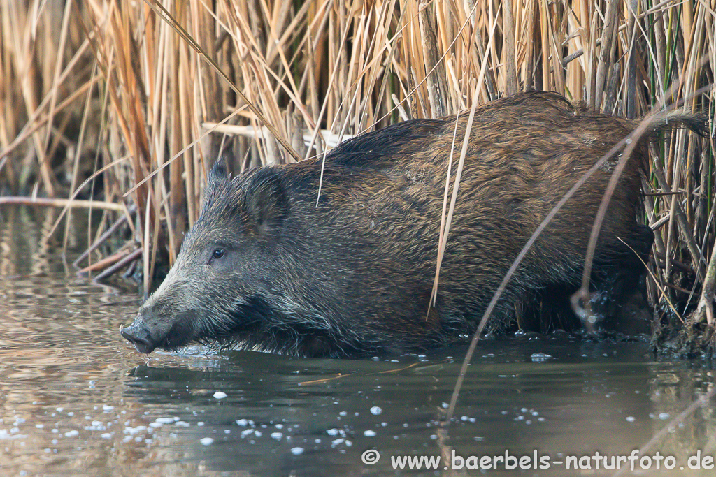 Wildschwein