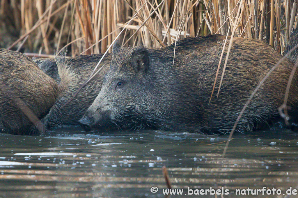 Wildschwein