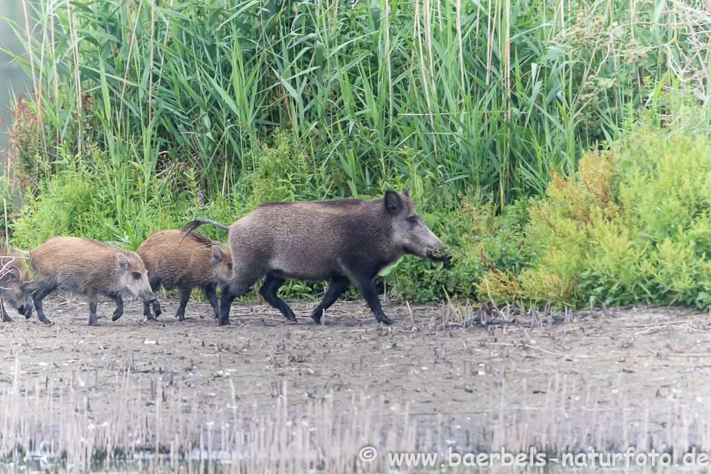 Wildschwein