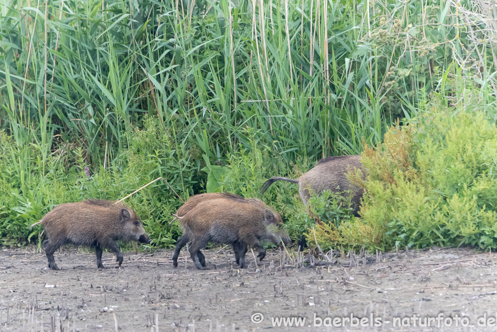 Wildschwein