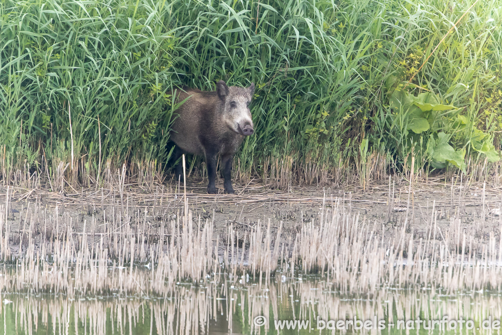 Wildschwein