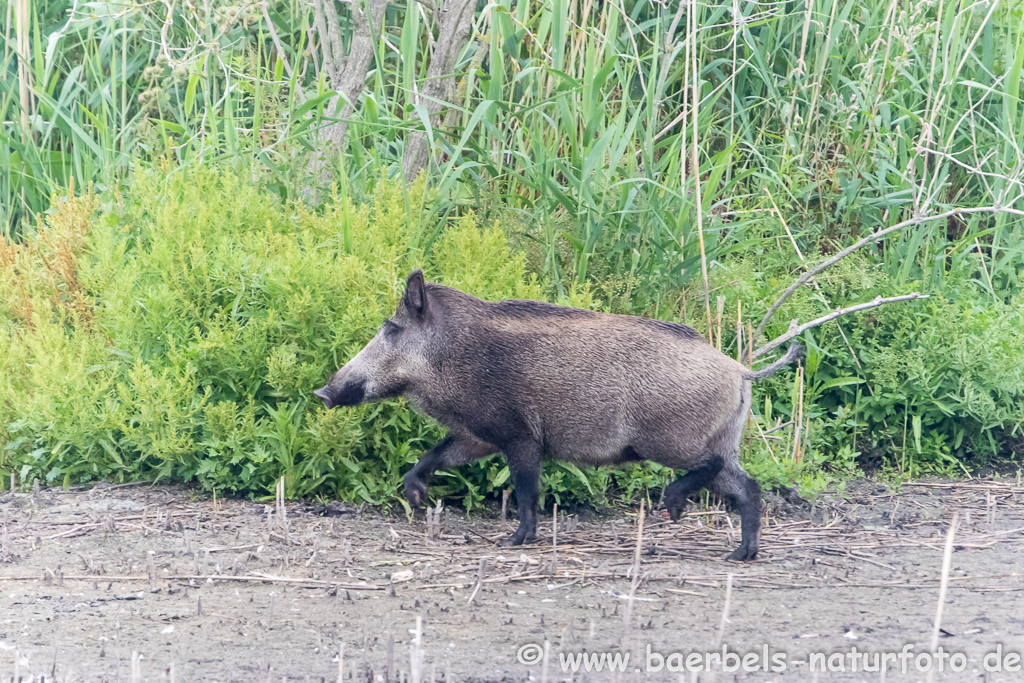 Wildschwein