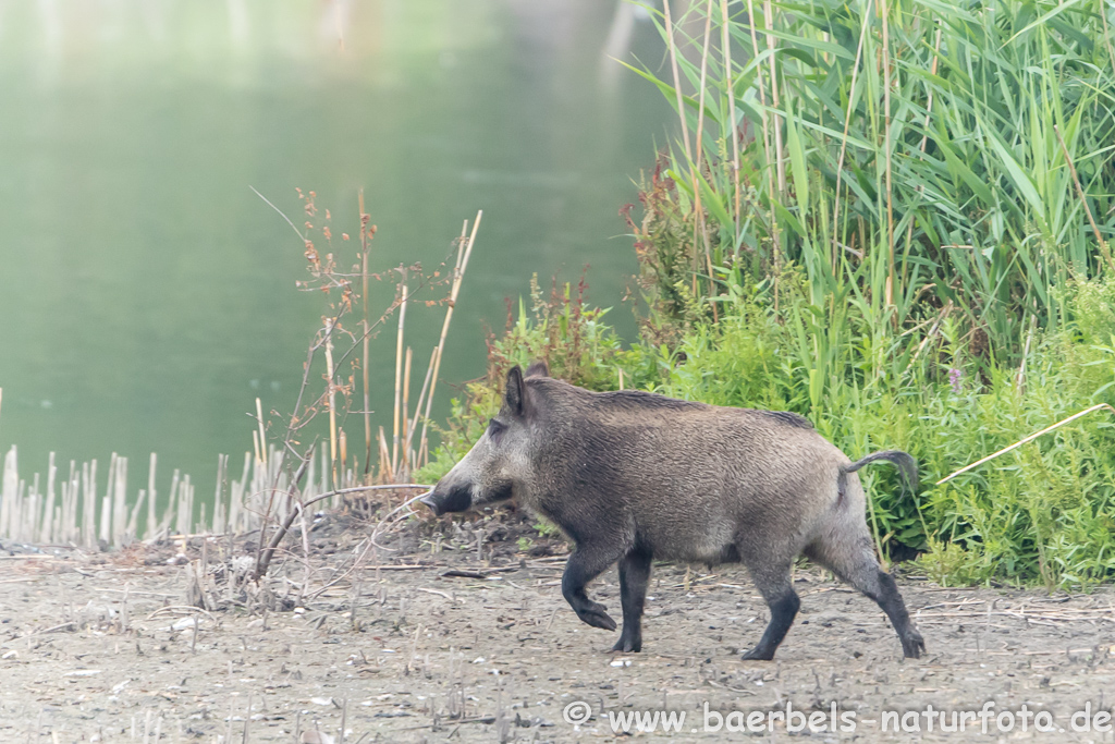 Wildschwein