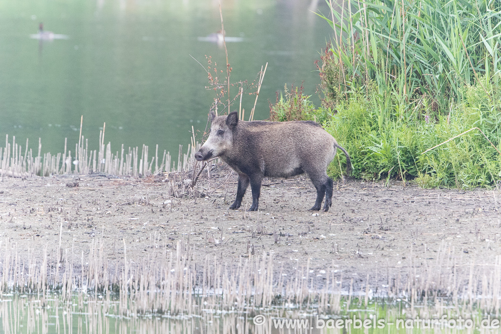 Wildschwein