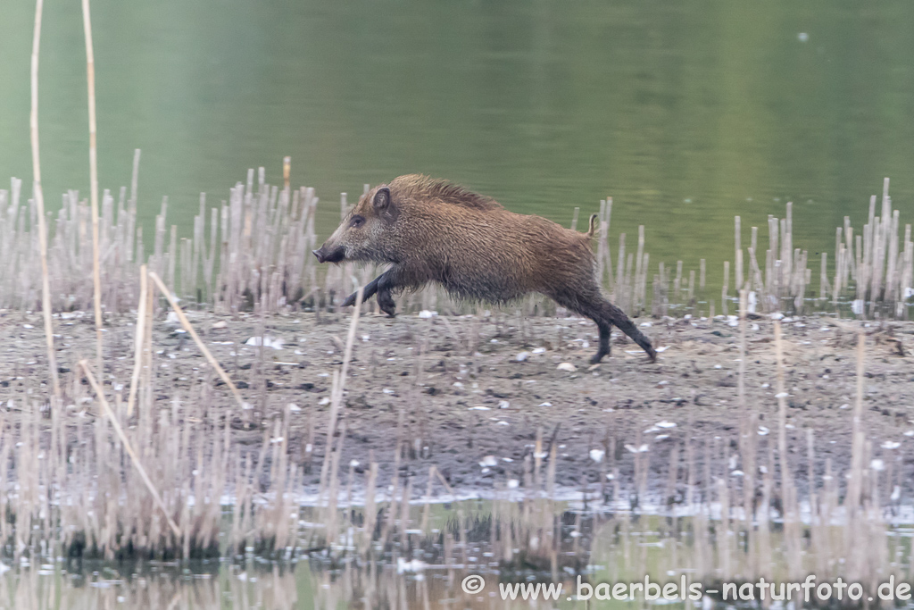 Wildschwein