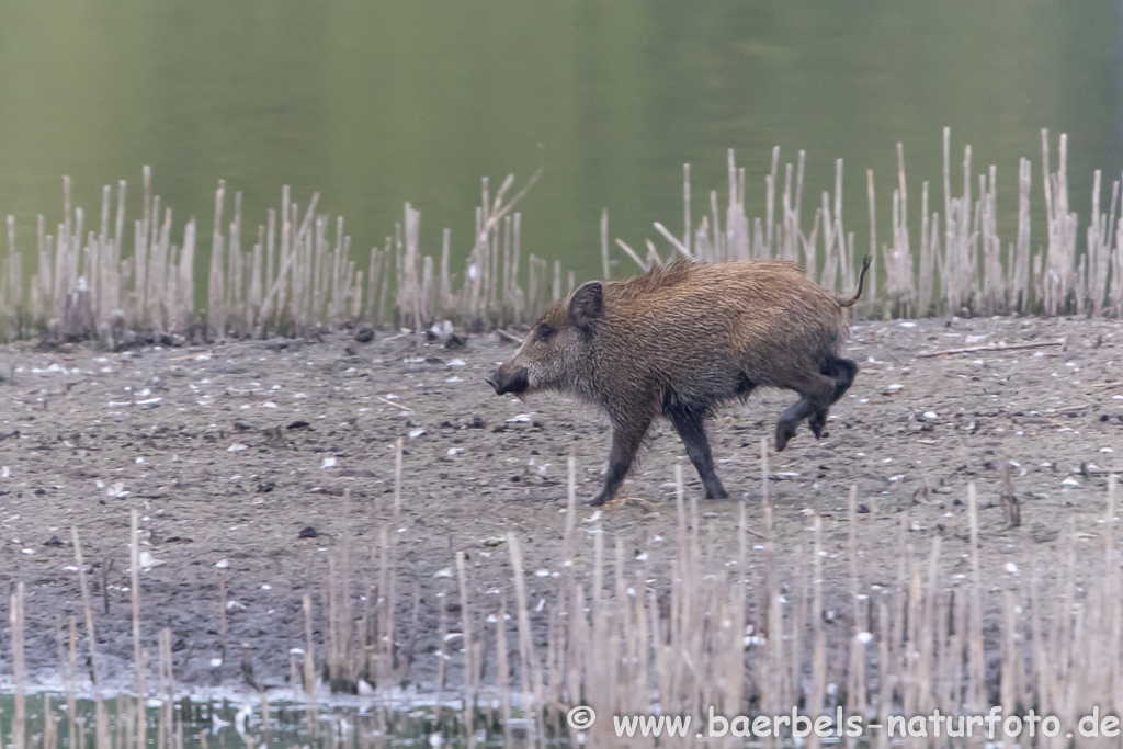 Wildschwein