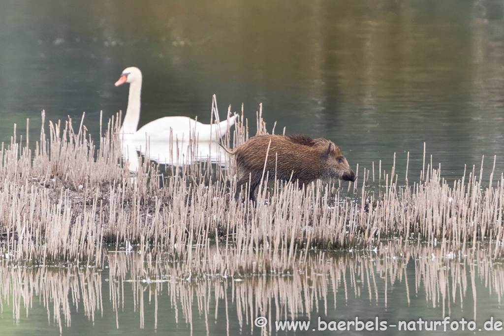 Wildschwein