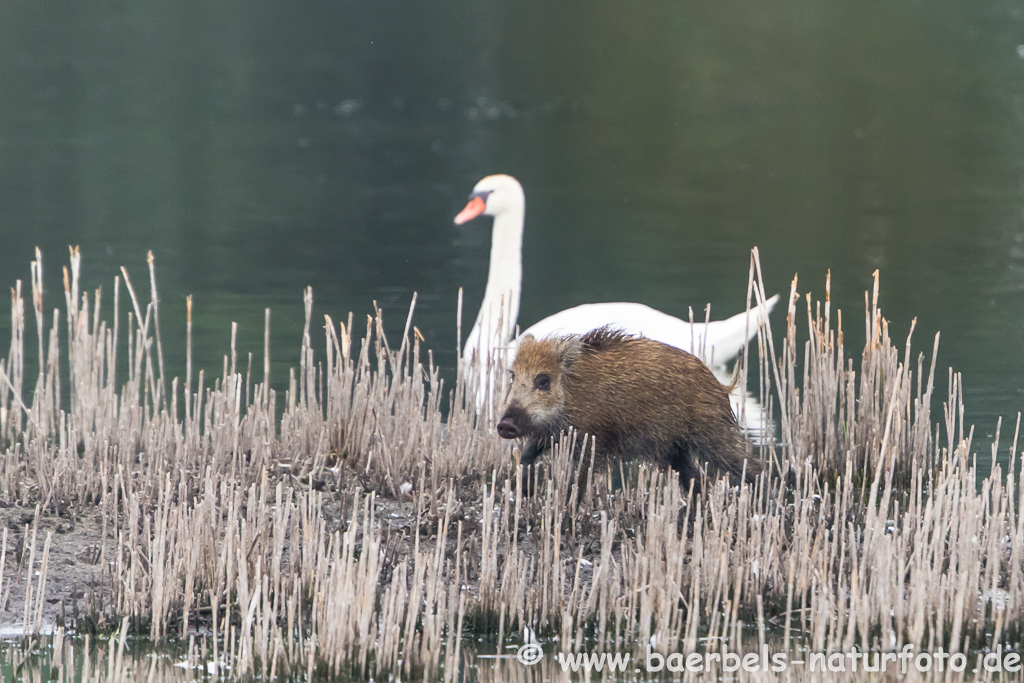 Wildschwein