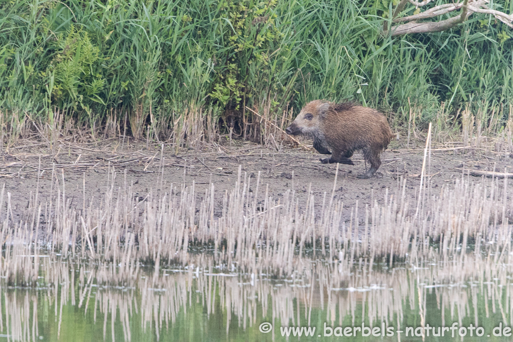 Wildschwein