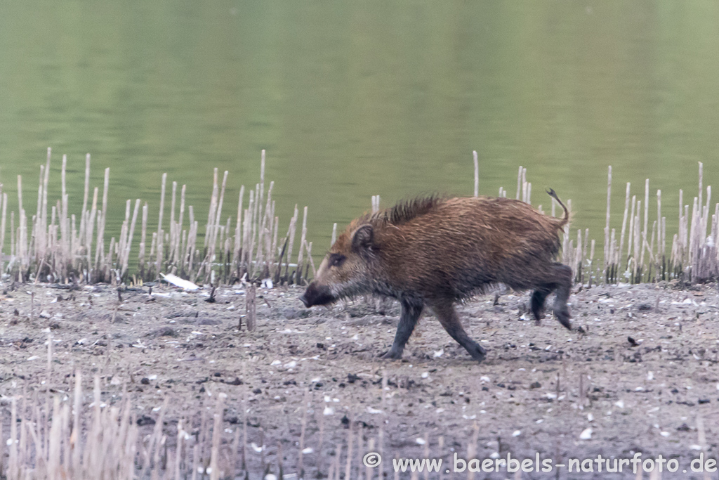 Wildschwein