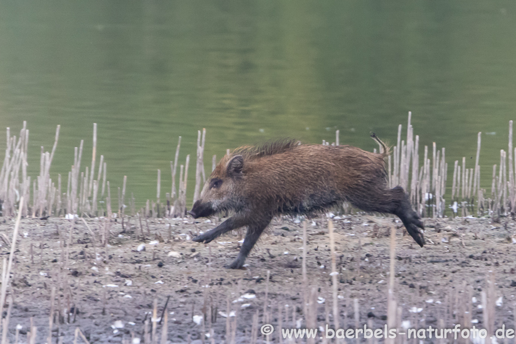 Wildschwein