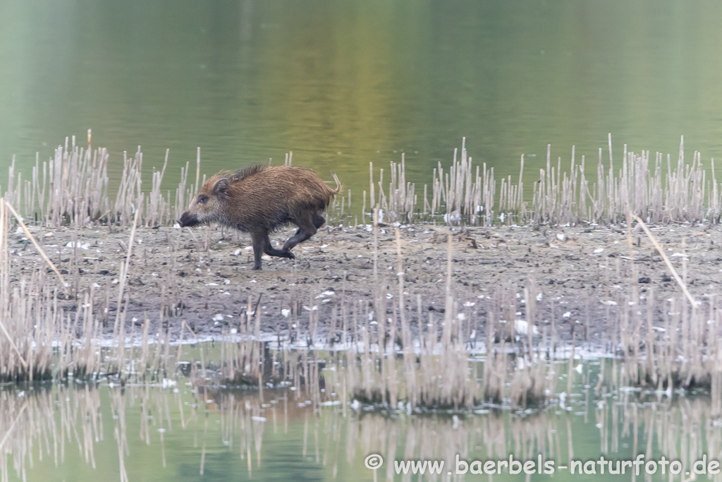 Wildschwein