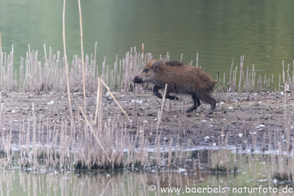 Wildschwein