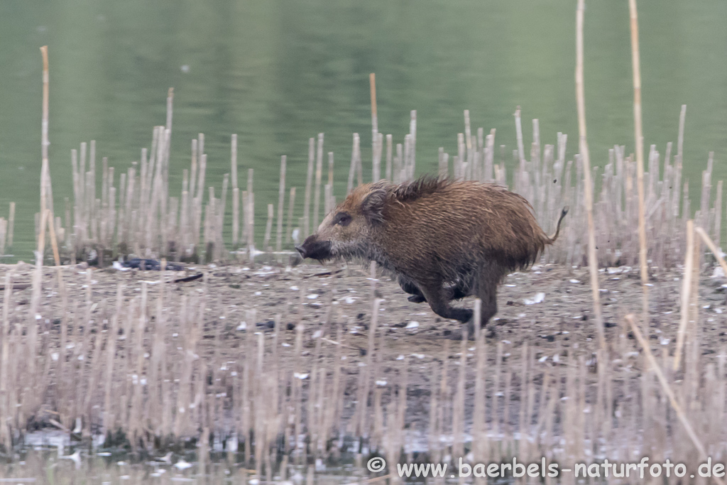 Wildschwein