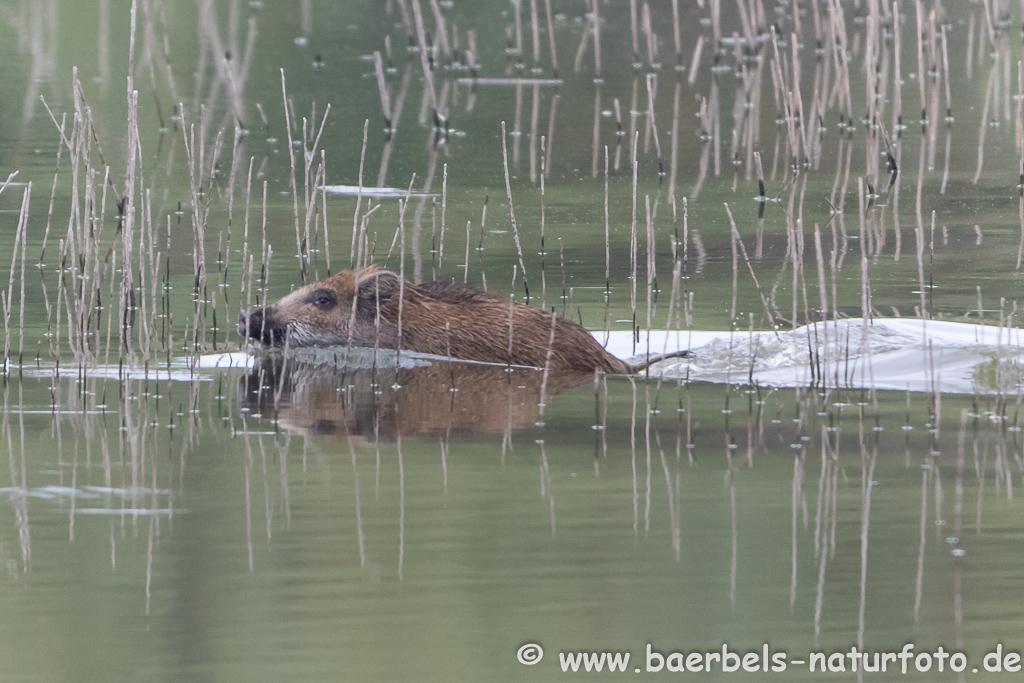 Wildschwein