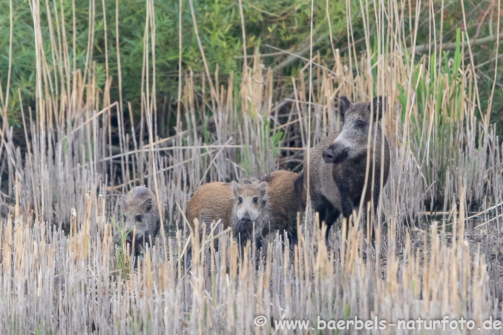 Wildschwein