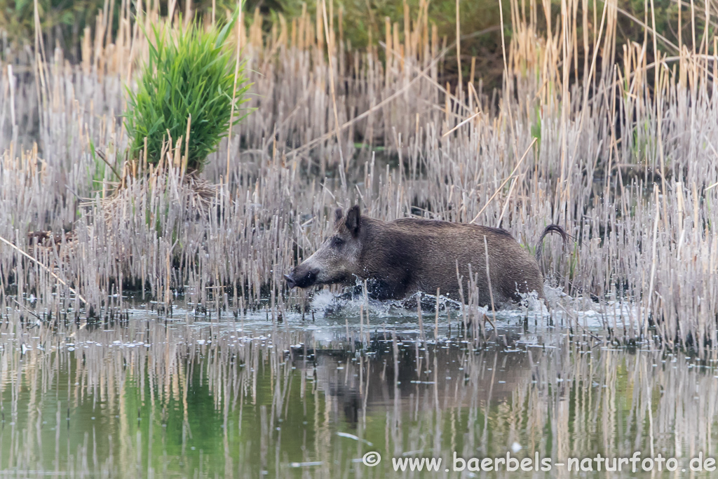 Wildschwein