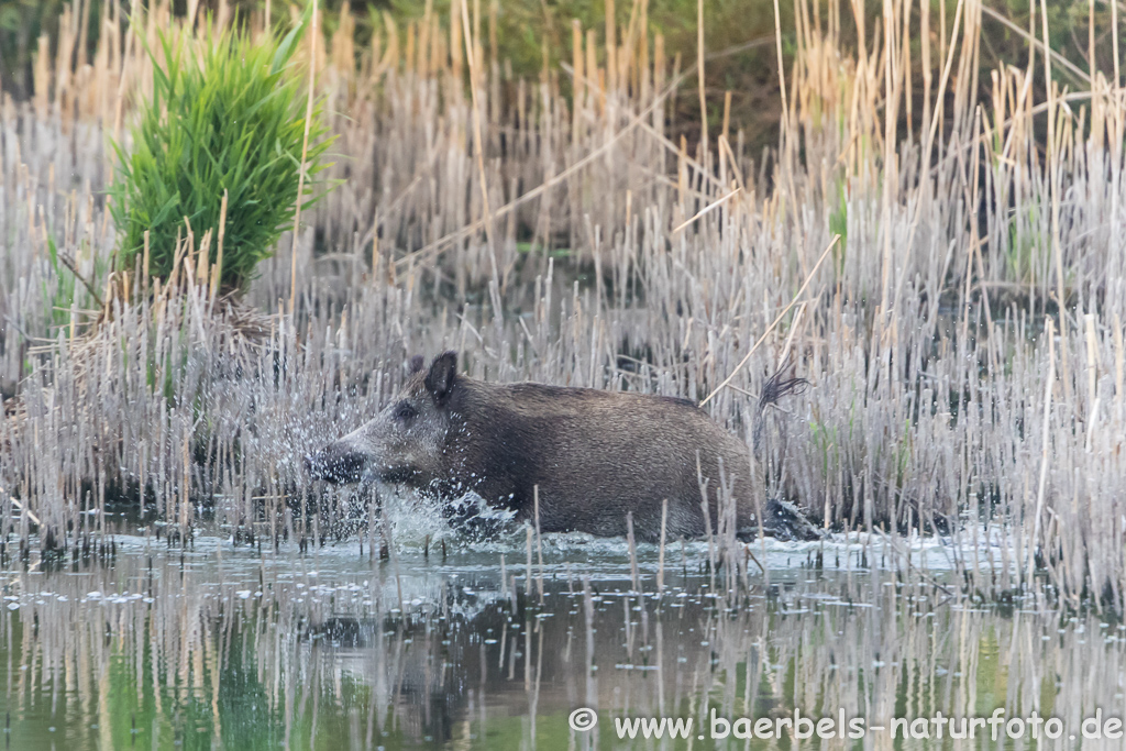 Wildschwein