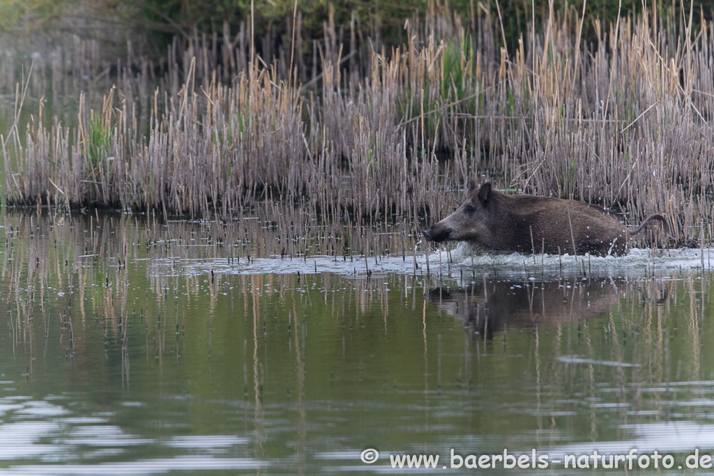 Wildschwein