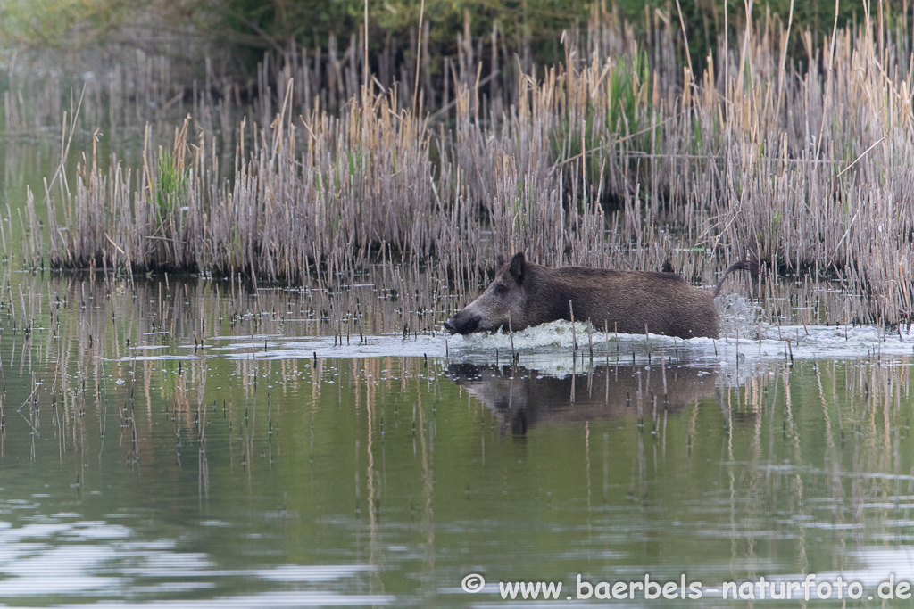 Wildschwein