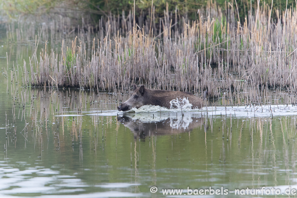 Wildschwein