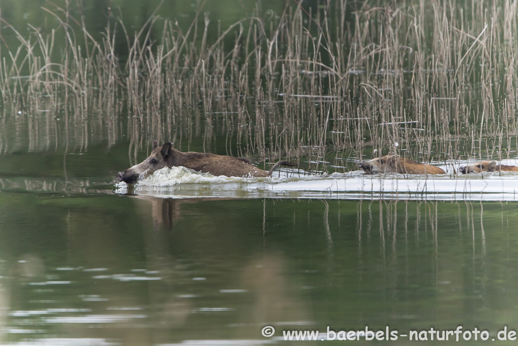 Wildschwein