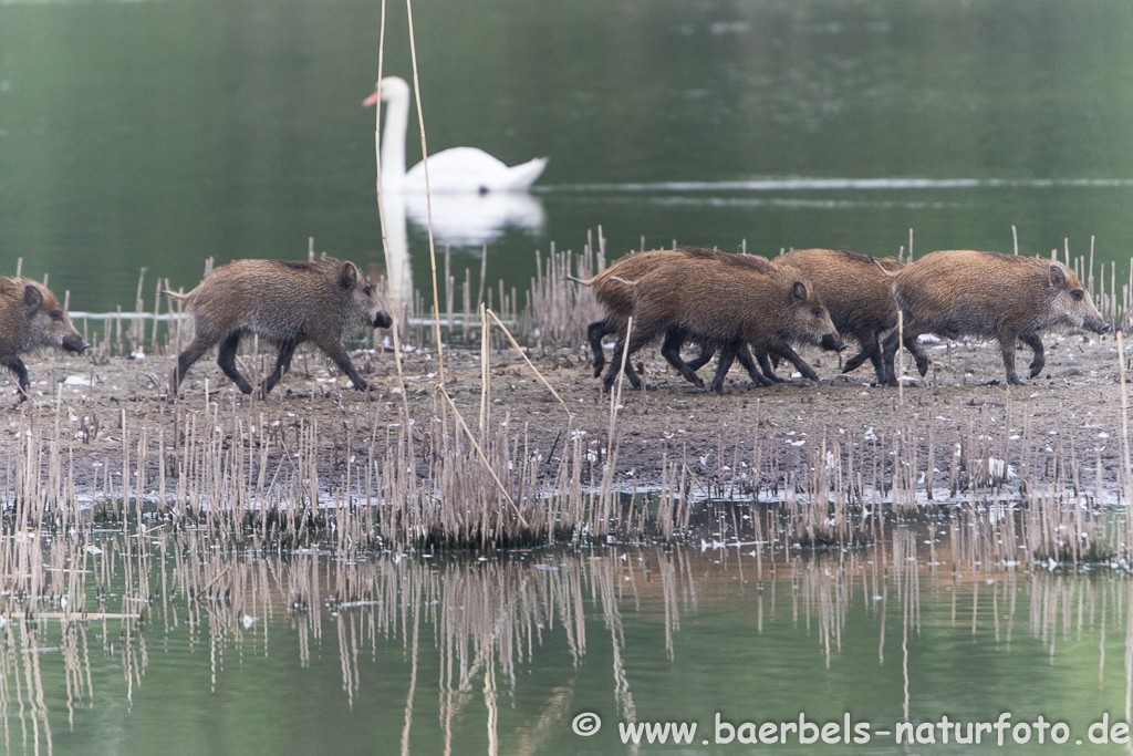 Wildschwein