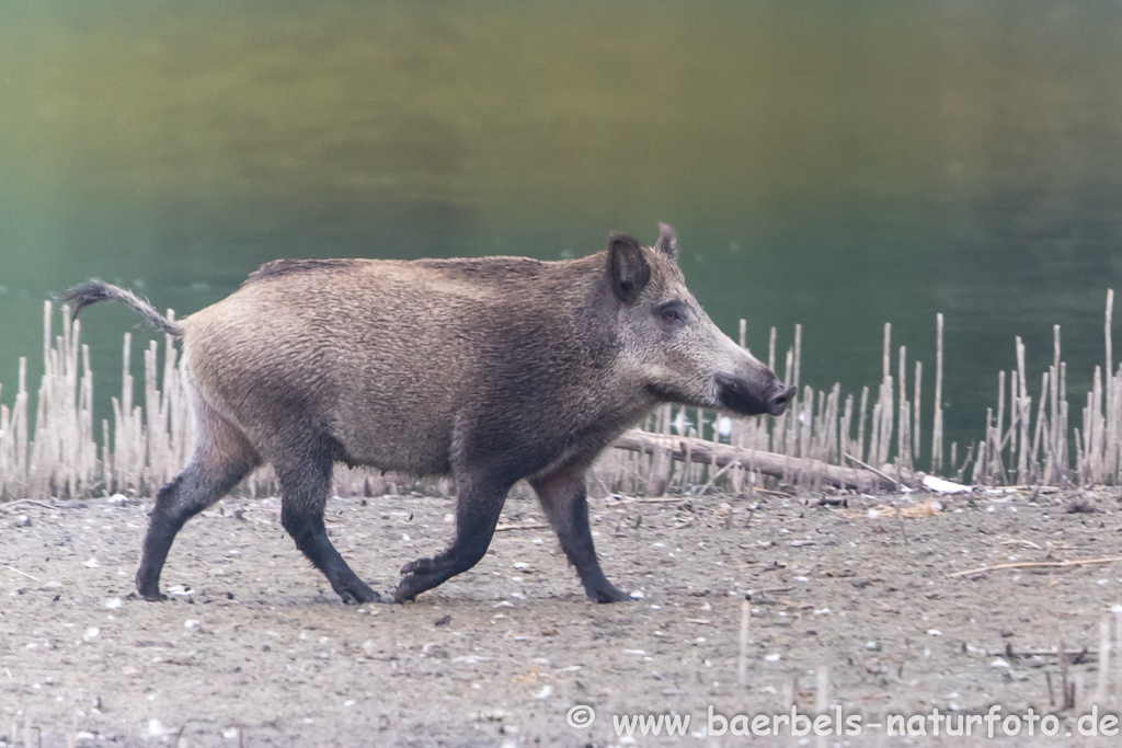 Wildschwein