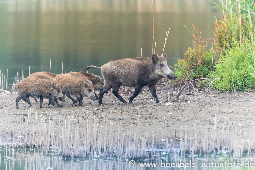 Wildschwein