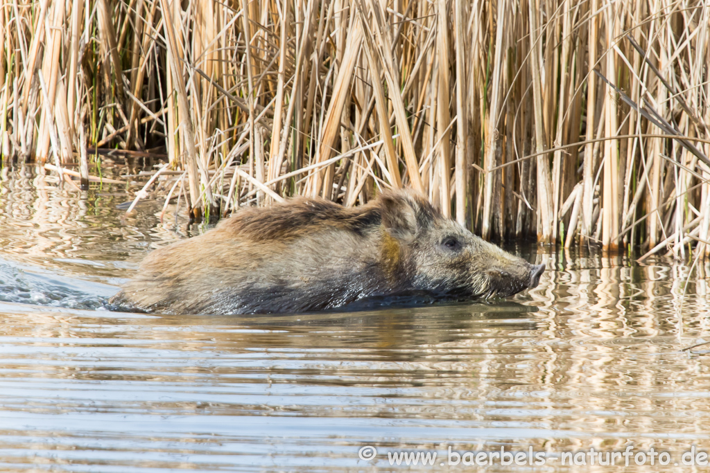 Wildschwein