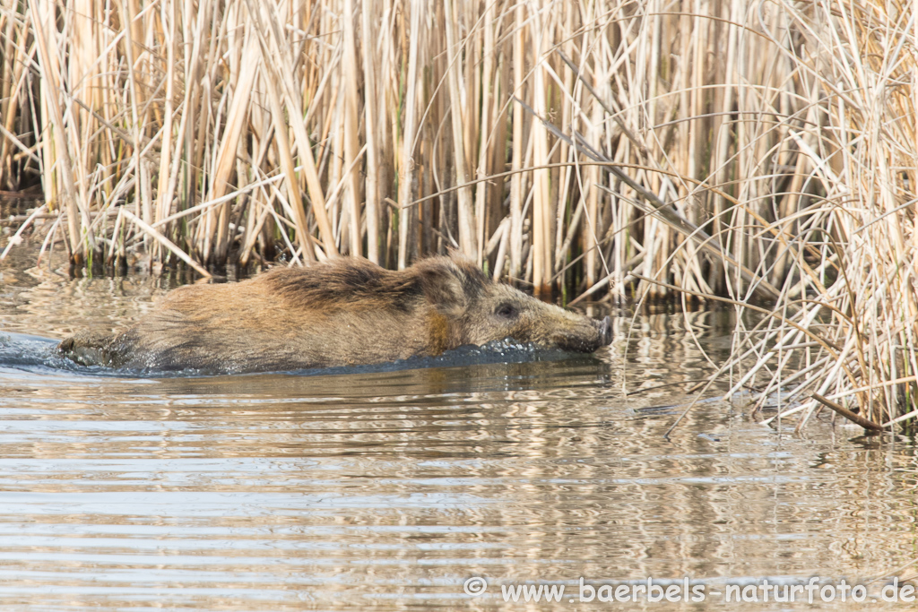 Wildschwein