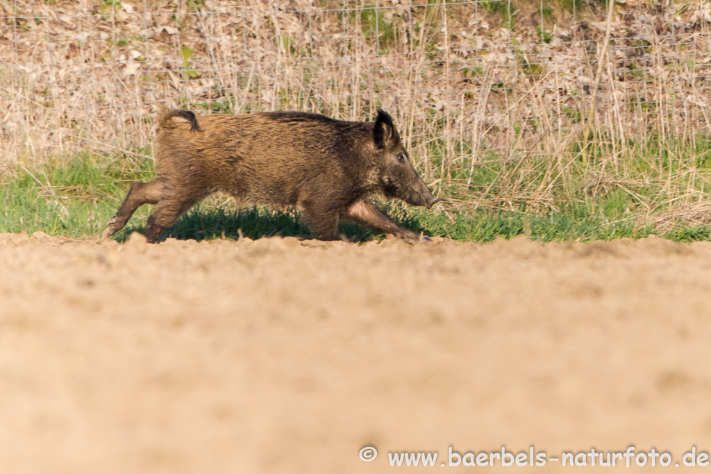 Wildschwein