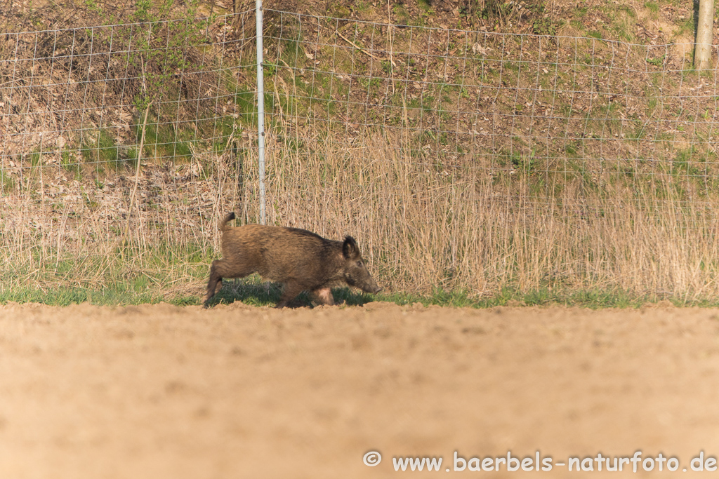 Wildschwein